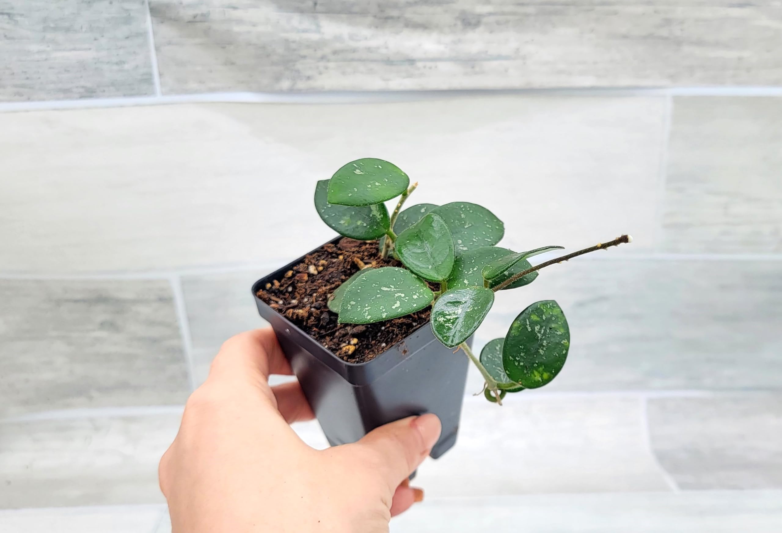 Amazon.com : Hoya Mathilde 3-Inch Nursery Pot - Rare Exotic